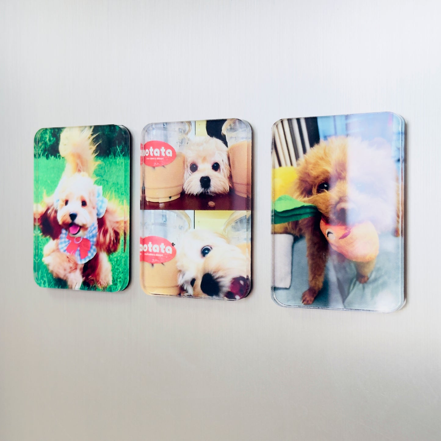 Personalized Pet Photo Fridge Magnets (3-Pack)
