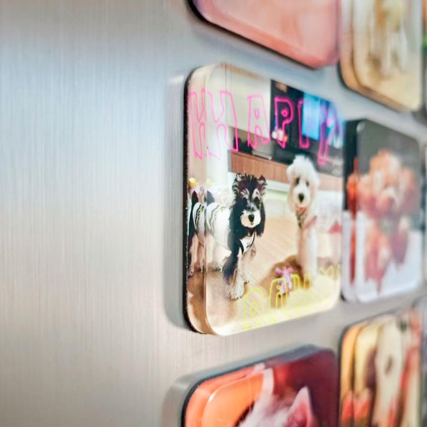 Personalized Pet Photo Fridge Magnets (3-Pack)